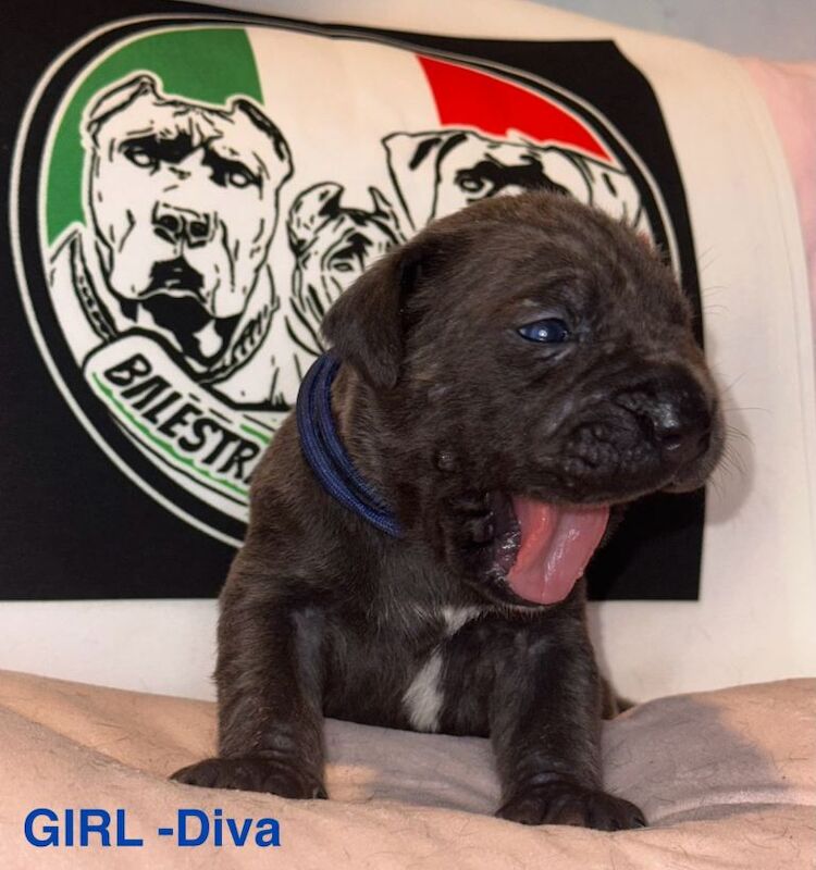 Cane Corso puppies for sale in Barnet, Greater London – KC registered, 2 weeks old - Image 4 of 4