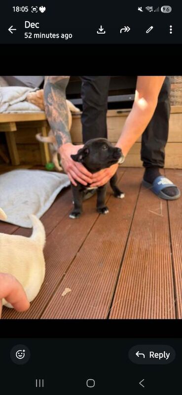 Rare cane corso x Husky puppies ready 20th june - Image 2 of 5