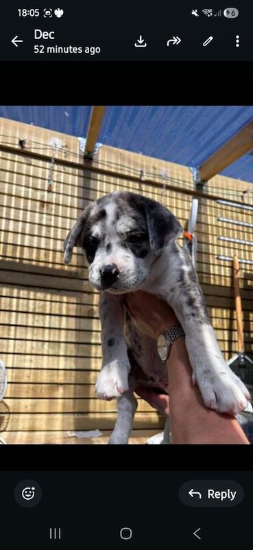 Rare cane corso x Husky puppies ready 20th june - Image 3 of 5