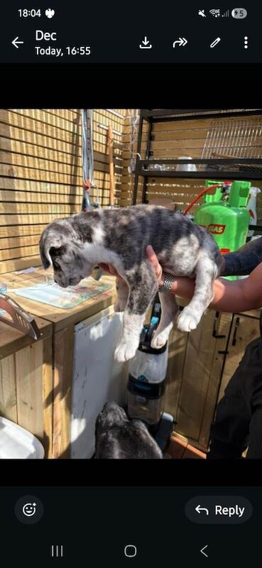 Rare cane corso x Husky puppies ready 20th june - Image 4 of 5