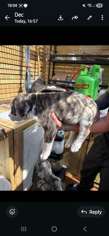 Rare cane corso x Husky puppies ready 20th june - Image 5 of 5