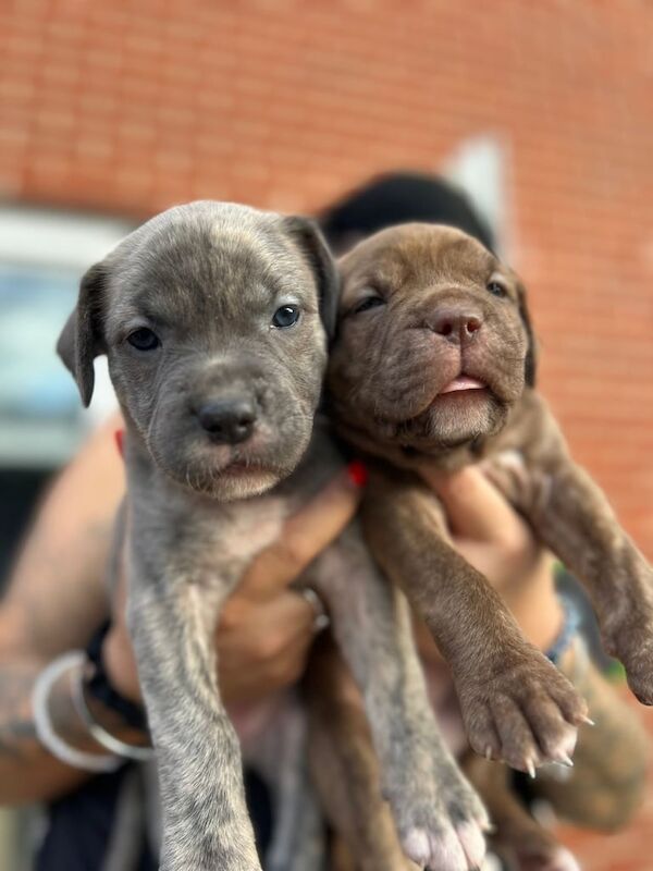 Cane Corso puppies for sale in Harlow, Essex – 5 weeks old