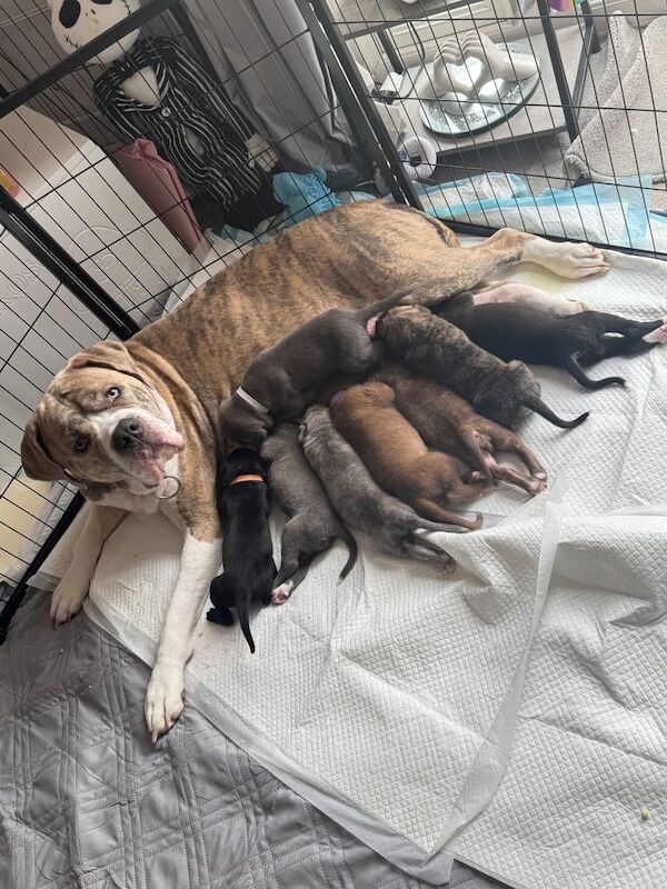 Cane Corso puppies for sale in Harlow, Essex – 5 weeks old - Image 2 of 3