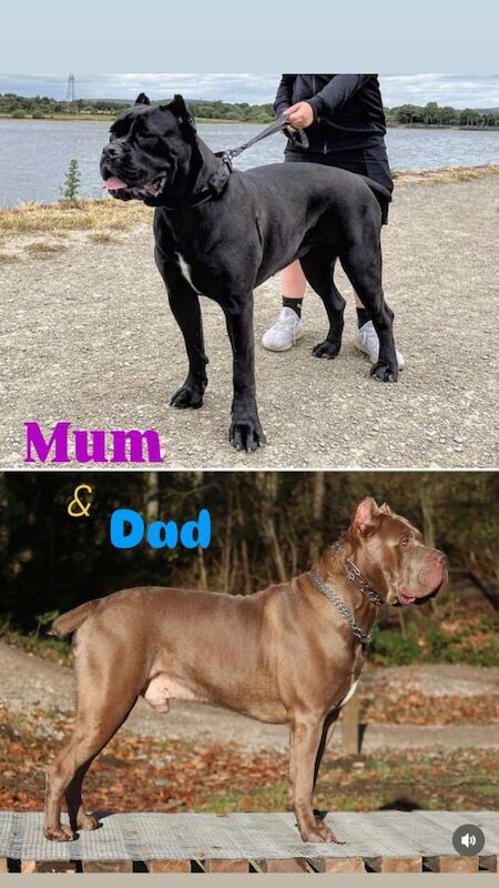 *Ready to collect* Champion Bloodline Cane Corso’s - Image 2 of 5