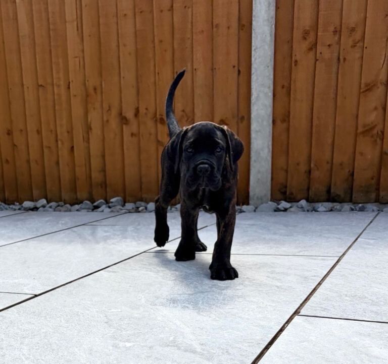 *Ready to collect* Champion Bloodline Cane Corso’s - Image 4 of 5