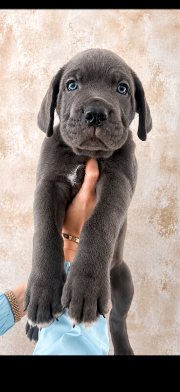 Cane Corso Puppies For Sale