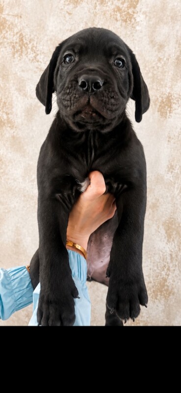 Ready to leave Cane Corso puppy’s - Image 2 of 3