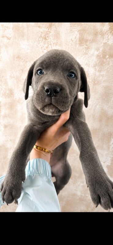 Ready to leave Cane Corso puppy’s - Image 3 of 3