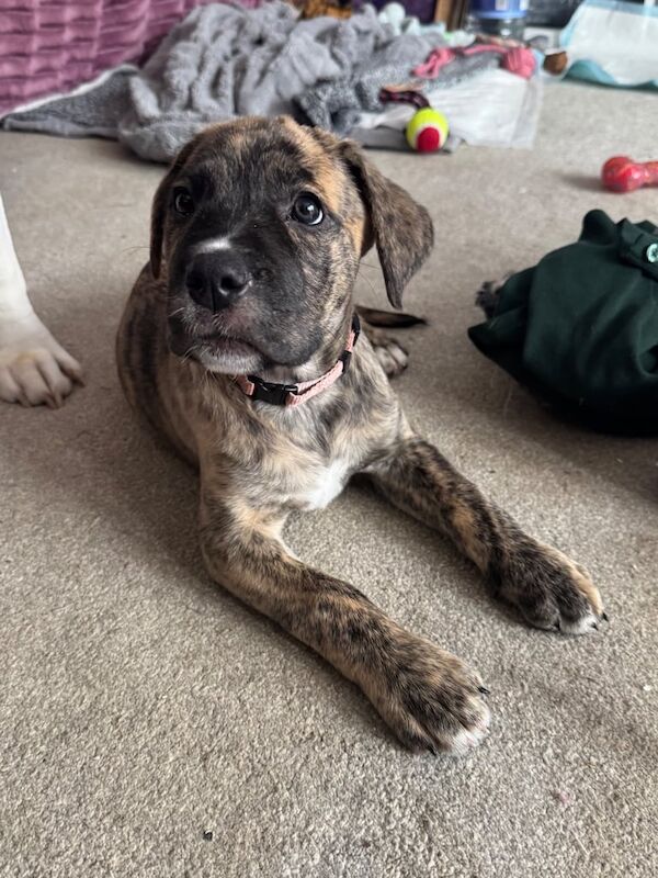 Cane Corso puppies for sale in Harlow, Essex – 8 weeks old