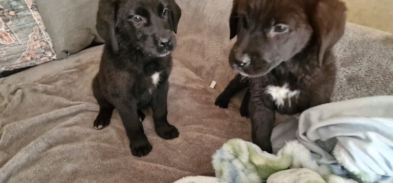 Cane Corso puppies for sale in Bolton, Greater Manchester – 12 weeks old