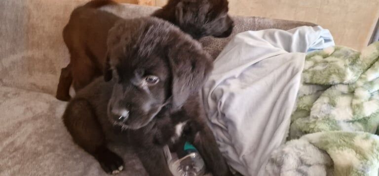 Cane Corso puppies for sale in Bolton, Greater Manchester – 12 weeks old - Image 2 of 3