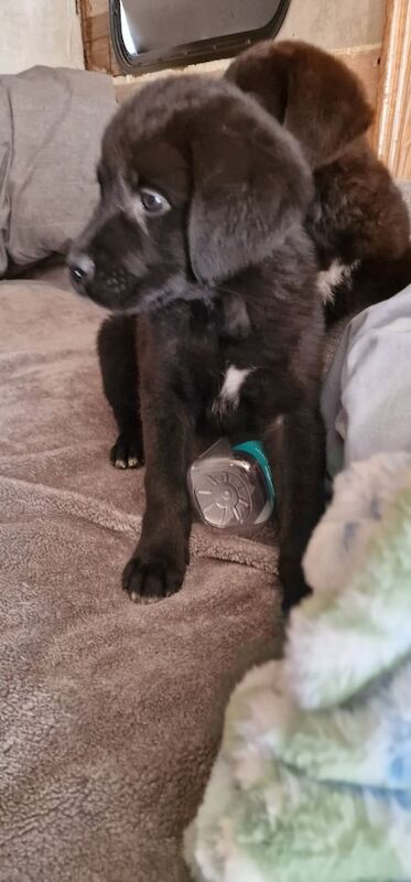 Cane Corso puppies for sale in Bolton, Greater Manchester – 12 weeks old - Image 3 of 3