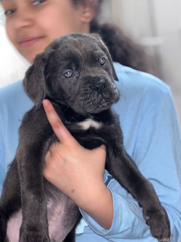 Cane Corso puppies for sale in Kidderminster, Worcestershire – 10 weeks old