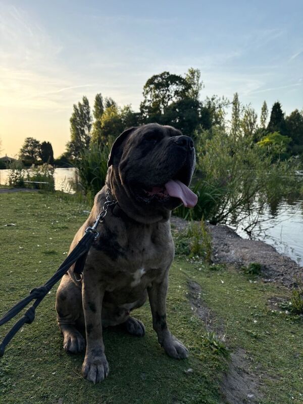 Reggie - Image 3 of 3