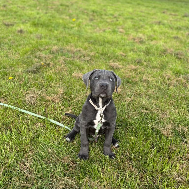 Rehome cane corso puppy - Image 2 of 4