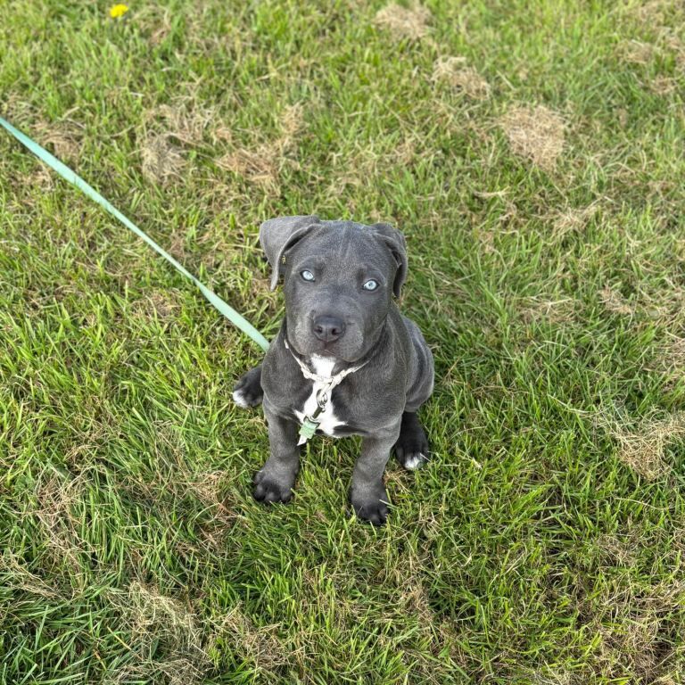 Rehome cane corso puppy - Image 3 of 4