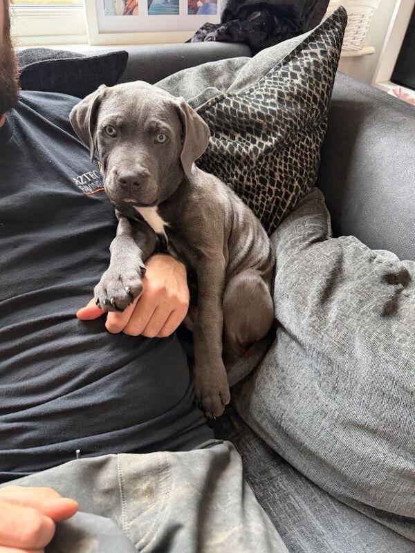 Rehome cane corso puppy - Image 4 of 4