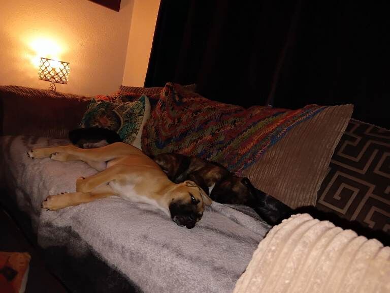 Rehome. Only message if serious. - Image 3 of 3