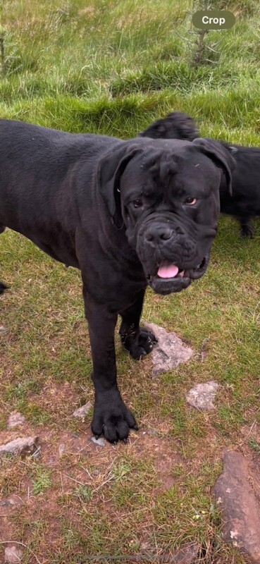 Rehoming - Image 2 of 2