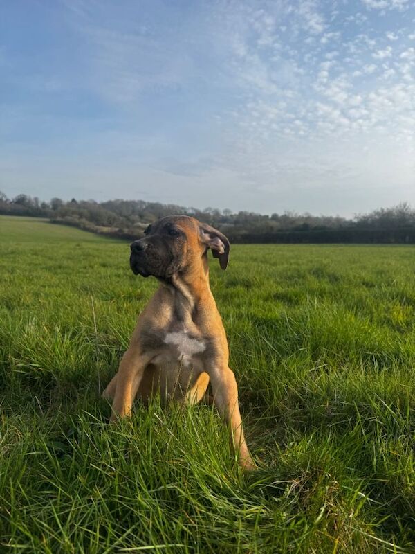 Romanian Brown Fawn Cane Corso - Image 2 of 5
