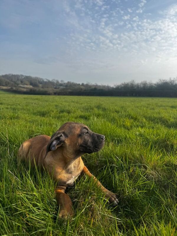Romanian Brown Fawn Cane Corso - Image 3 of 5