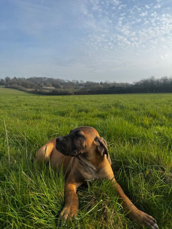 Romanian Brown Fawn Cane Corso - Image 4 of 5