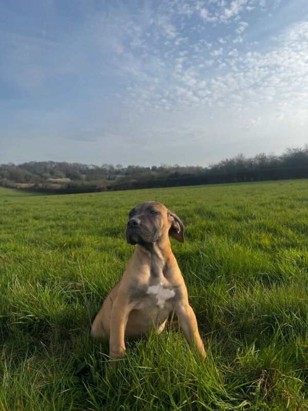 Romanian Brown Fawn Cane Corso - Image 5 of 5