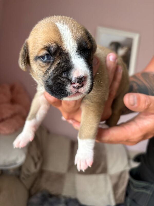 Cane Corso puppies for sale in Bishop's Stortford, Hertfordshire – 2 weeks old