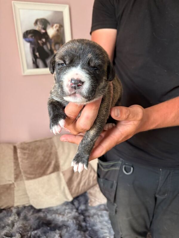 Cane Corso puppies for sale in Bishop's Stortford, Hertfordshire – 2 weeks old - Image 2 of 3