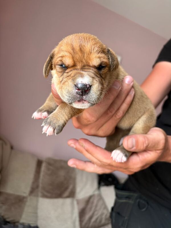 Cane Corso puppies for sale in Bishop's Stortford, Hertfordshire – 2 weeks old - Image 3 of 3