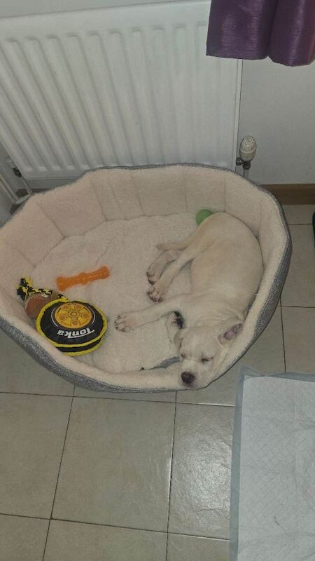 Sale cane corso puppy - Image 2 of 3