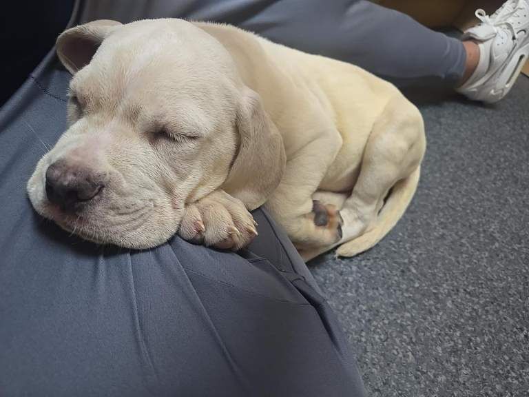 Sale cane corso puppy - Image 3 of 3