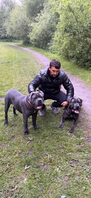 Selling my male and female cane corso due to important £500 each