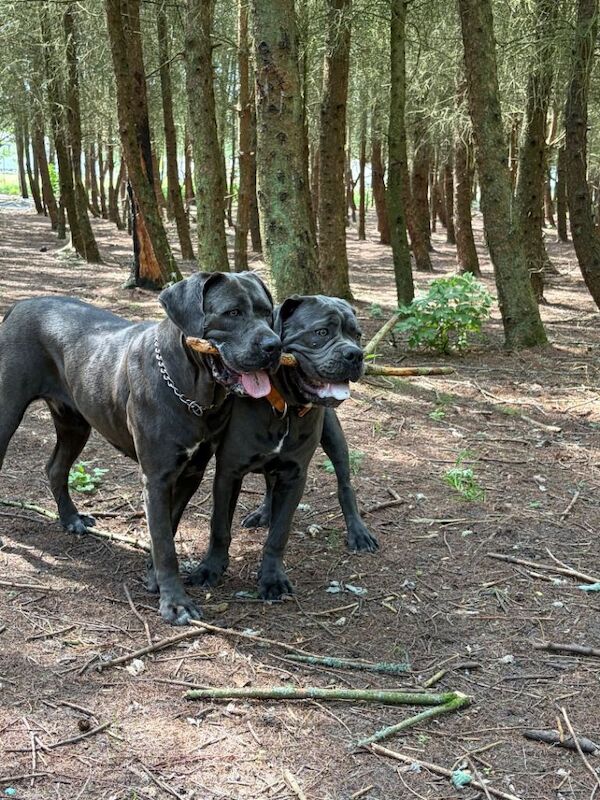 Selling my male and female cane corso due to important £500 each - Image 2 of 4