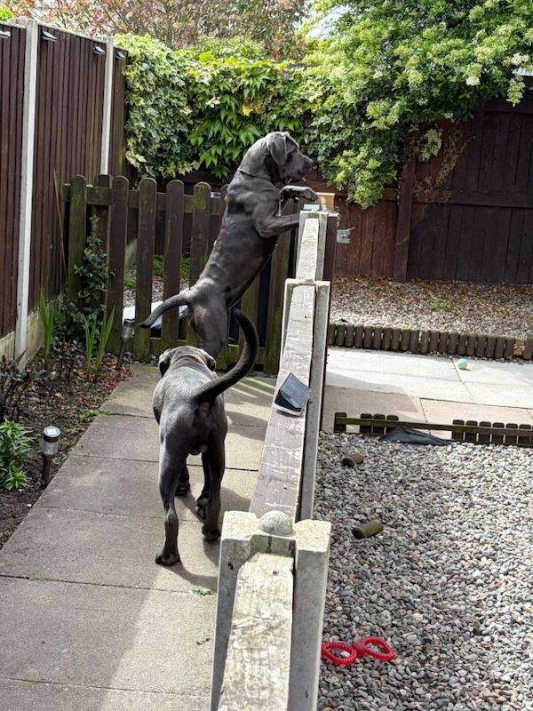 Selling my male and female cane corso due to important £500 each - Image 3 of 4