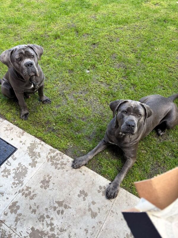 Selling my male and female cane corso due to important £500 each - Image 4 of 4