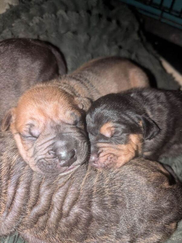 Shar pei cross cane Corso puppies only one girl left!