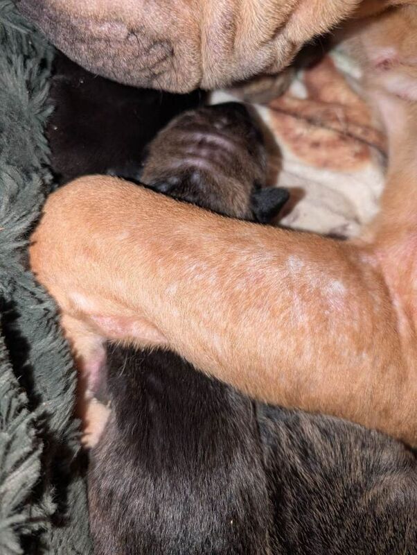 Shar pei cross cane Corso puppies only one girl left! - Image 2 of 5