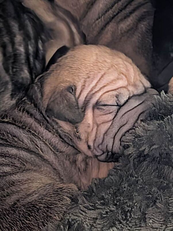 Shar pei cross cane Corso puppies only one girl left! - Image 3 of 5