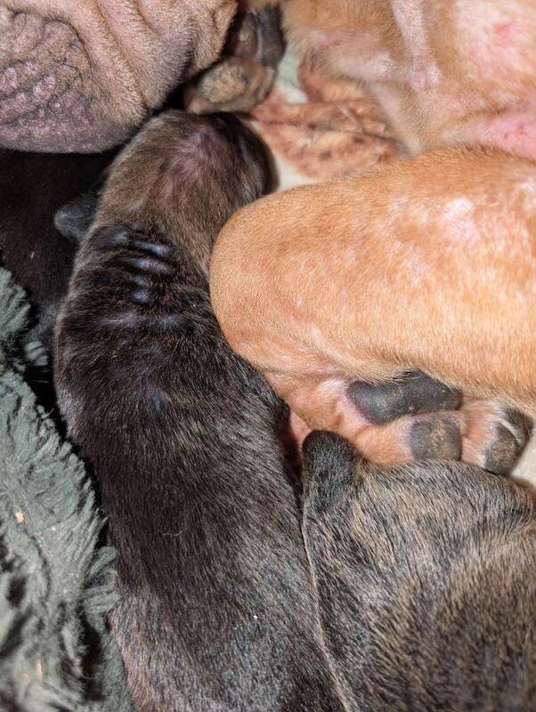 Shar pei cross cane Corso puppies only one girl left! - Image 4 of 5