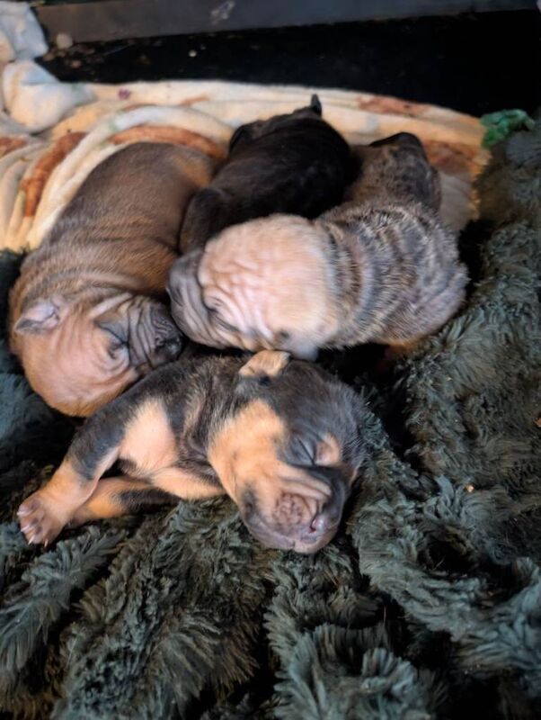 Shar pei cross cane Corso puppies only one girl left! - Image 5 of 5
