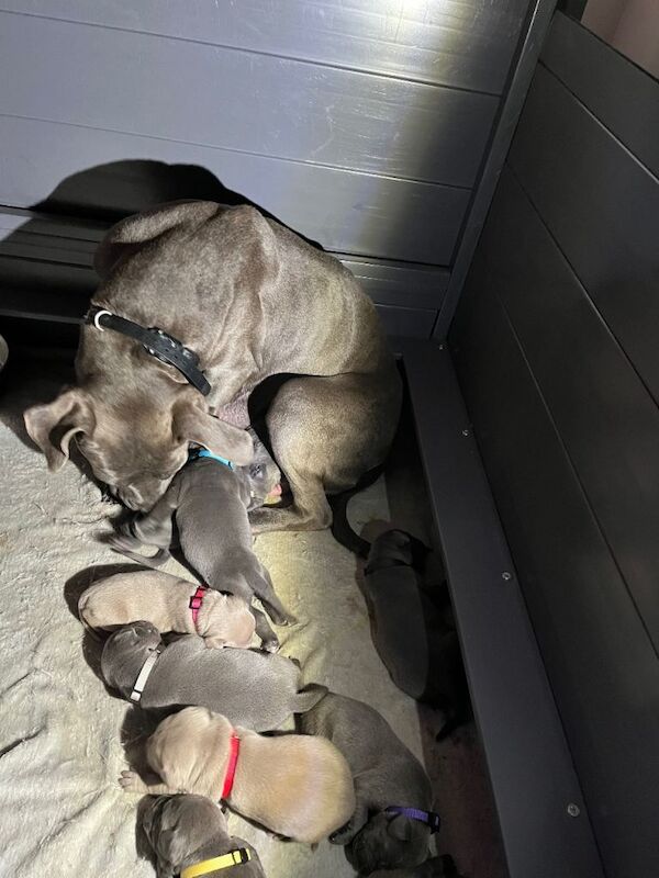 Cane Corso Puppies For Sale Under £1,000