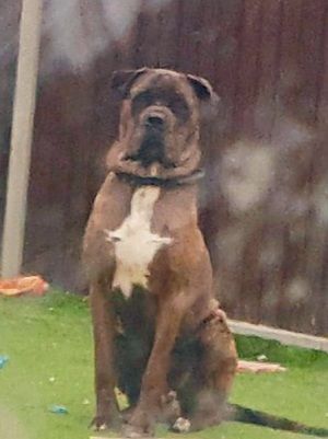 Stunning Big boy for sale in Leicester, Leicestershire
