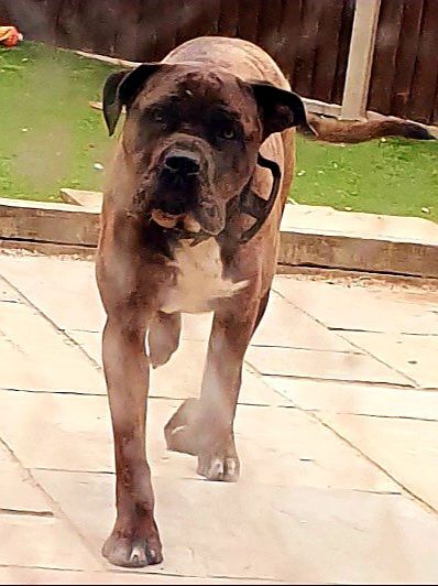 Stunning Big boy for sale in Leicester, Leicestershire | Image 2