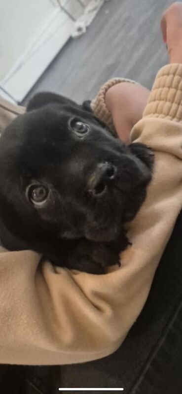 Cane Corso puppies for sale in Bolton, Greater Manchester – 3 months old