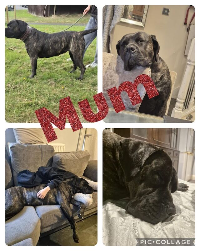 Cane Corso puppies for sale in Coventry, West Midlands – 9 weeks old