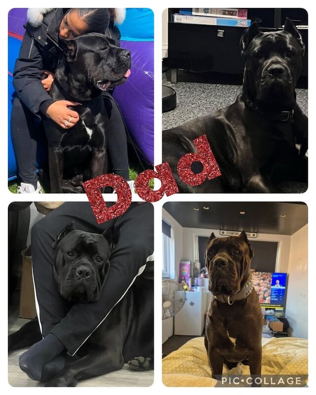 Cane Corso puppies for sale in Coventry, West Midlands – 9 weeks old - Image 2 of 3