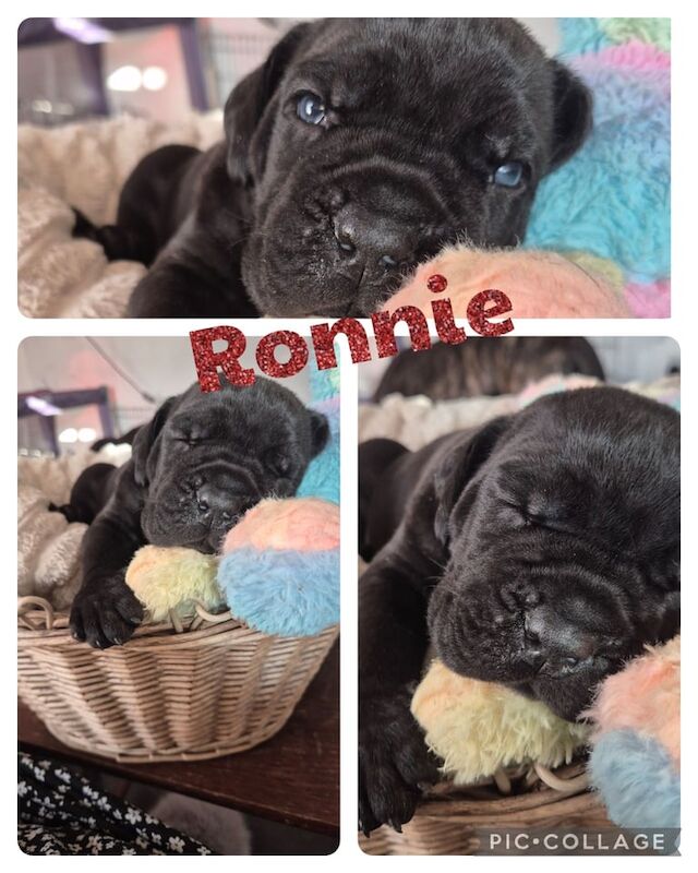 Cane Corso puppies for sale in Coventry, West Midlands – 9 weeks old - Image 3 of 3