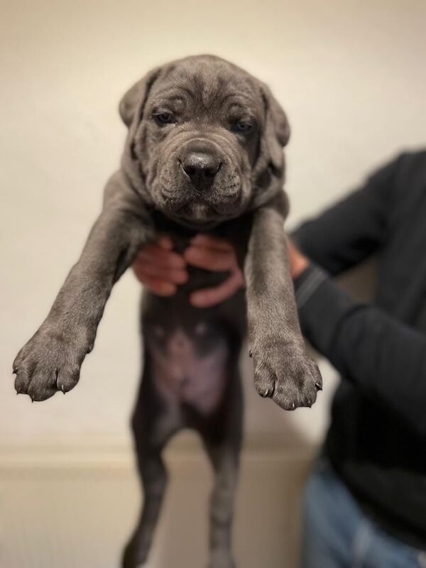 Stunning Cane Corso Puppies for sale in Winnersh, Berkshire