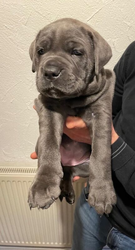 Stunning Cane Corso Puppies for sale in Winnersh, Berkshire | Image 2